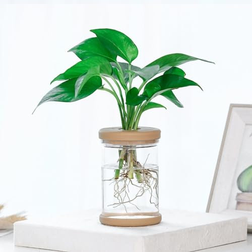 SPORTARC Lot de 2 pots de fleurs hydroponiques transparents pour la culture de petites plantes en pot, BMM7XZD6TIMRH4EX08310