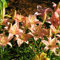 Lilium Martagon Zwiebeln Lilium Lilien Zwiebeln,Duft Lilien, Blumenzwiebeln Zwiebeln Baumlilien,Lilien Knollen Blumenzwiebeln,Lilien Pflanzen MehrjäHrig Winterhart -4zwiebeln-F