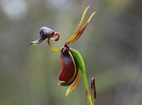 Caleana major - fliegende Ente Orchidee - 50 Samen