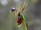 Caleana major - fliegende Ente Orchidee - 50 Samen