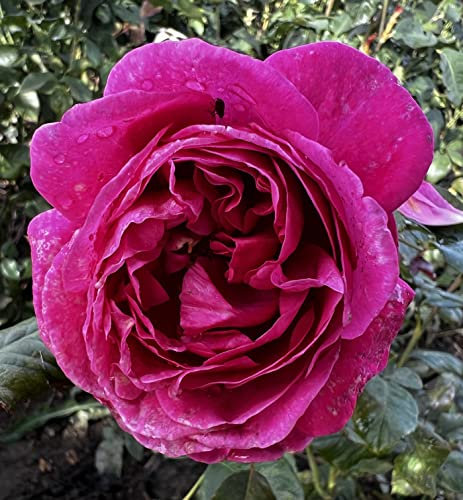'Natalie' Potted Rose - Large Deep Pink Blooms - 4 Litre Pot - Great Gift Idea - Renaissance Rose