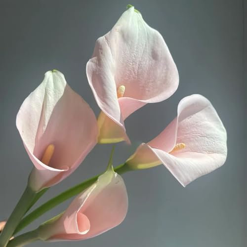 8 pcs calla zwiebeln winterhart, calla lilie zwiebeln, luftreinigende zimmerpflanzen, hochbeet balkon, calla pflanze winterhart Knollen (Zantedeschia aethiopica) indoor plants for