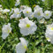300 pcs Nachtkerze Samen Mehrjährig, pflanzen samen indoor, pflanzen winterhart Nachtkerze Pflanze - Oenothera biennis bodendecker samen winterhart, gartenpflanzen winterhart kräuter