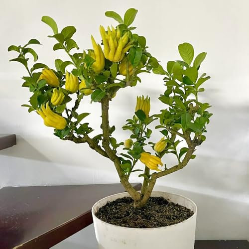 Semillas de limón de la mano de Buda - Planta de cítricos exóticos - Semillas de bergamota - Plantas de balcón, plantas en macetas resistentes. maceta, plantas de jardín plantas de 80pcs