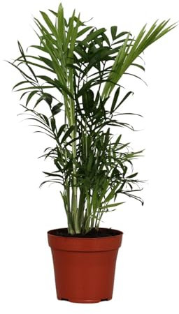 Chamaedorea Elegans - 30-40cm - Ø12cm - Plante d'intérieur - Vert persistant