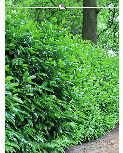 Kirschlorbeer Lorbeerkirsche Novita 120-140 cm. 40 Heckenpflanzen. Immergrün