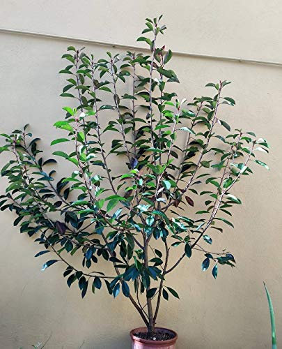 Photinia Red Robin/Fotinia Red Robin