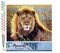 Figured'Art Peinture par Numéro Adulte Lion dans la savane - Activité Manuelle Kit de Loisir Créatif DIY Numéro d'Art Complet - 40x50cm sans châssis en bois