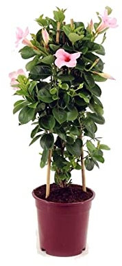 Dipladenia Rosa o Mandevilla Natural Planta Trepadora de Exterior