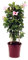 Dipladenia Rosa o Mandevilla Natural Planta Trepadora de Exterior