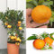 SAVINI VIVAI Mandarinenpflanze, Zitrusbaum, späte Ciaculli-Mandarine im 20 cm Topf, Höhe 70 cm, 2-3 Jahre Veredelung, hergestellt in Italien