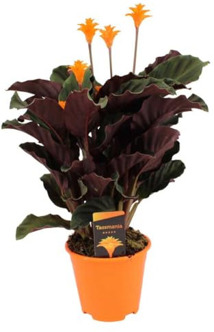 Plant in a Box - Calathea Crocata - Korbmarante - Flammendes Pfeilblatt - Luftreinigende Zimmerpflanze - Pokon - Topf 14cm - Höhe 40-50cm