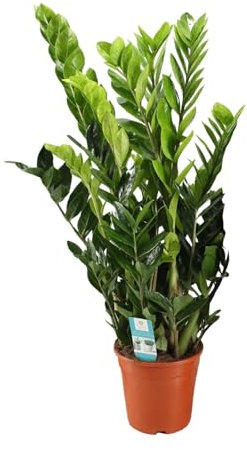 Zamioculcas Zamiifolia - 85-95cm - Ø21cm - Plante d'intérieur - Vert persistant