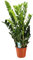 Zamioculcas Zamiifolia - 85-95cm - Ø21cm - Plante d'intérieur - Vert persistant