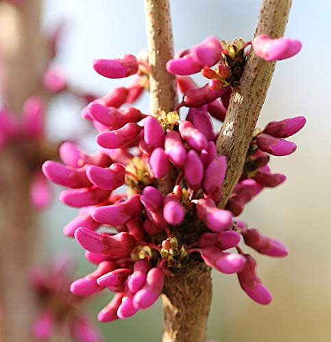 Chinesischer Judasbaum Avondale 60-80cm - Cercis chinensis - lebende Gartenpflanze aus den Baumschulen