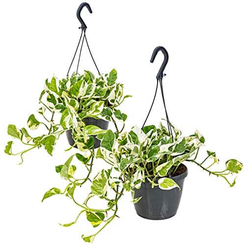Bloomique - Lot de 2 Scindapsus N-Joy - Lierre du Diable - Plantes suspendues ou grimpantes - Dépolluantes - Entretien facile - 20-30 cm - Pot Ø15 cm