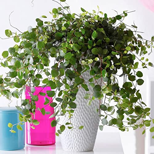 Carbeth Plants - Maidenhair Vine Plant (Muehlenbeckia complexa) – Trailing Evergreen Air Purifying Indoor Houseplant (Environment Friendly Packaging)