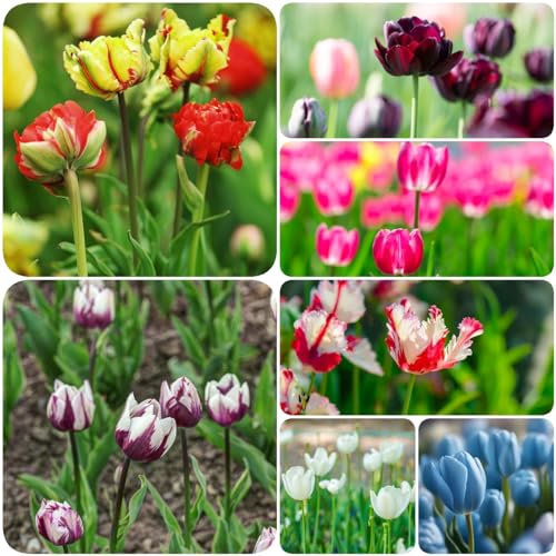 7 pcs tulpenzwiebeln mix - winterharte stauden mehrjährig tulpen zwiebeln winterhart mehrjährig,tulpenzwiebel, garden frühlingsblüher zwiebeln ausgefallene geschenke