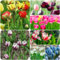 7 pcs tulpenzwiebeln mix - winterharte stauden mehrjährig tulpen zwiebeln winterhart mehrjährig,tulpenzwiebel, garden frühlingsblüher zwiebeln ausgefallene geschenke