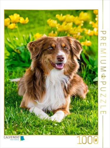 CALVENDO - Puzzle Australien Shepherd | 1000 Teile Lege-Größe 64x48cm Foto-Puzzle für glückliche Stunden: Portrait im Grünen