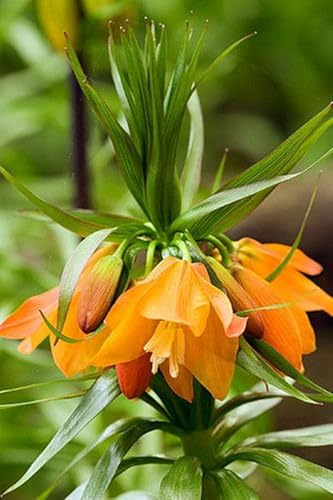 Fritillaria-Rhizome-Winterhart pflanzen-Lebende Pflanzen-Mysteriöse magische Glühbirne-Luftreinigung,Blumenzwiebel Mix, Gesund-2 Fritillary Zwiebeln