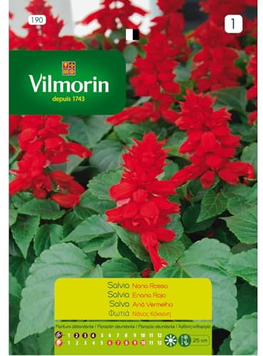 Kit 10 bustine Semi SALVIA NANA ROSSA 190