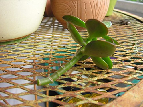 PLAT FIRM GERMINATIONSAMEN: 2 Jade Sukkulente Crassula Ovata Ungerottertes Schneiden, Zimmerpflanze, Trockenheitstolerant