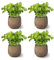 SMPLY. - Planta Albahaca - Pack 4 - Altura: 20 cm - Maceta 10 cm - Planta Antimosquitos -Hierba Aromática Interior y Exterior - Ideal Huerto Urbano y Jardín - Maceta de Cerámica No Incluida.