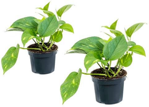 2 x Epipremnum Aureum | Hanging Indoor Hardy Plant | Devil's Ivy Houseplant in 12cm pots