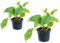 2 x Epipremnum Aureum | Hanging Indoor Hardy Plant | Devil's Ivy Houseplant in 12cm pots
