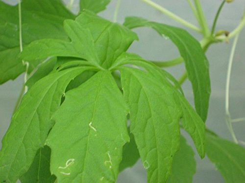100 Semi Gynostemma pentaphyllum 7 Leave, Jiaogulan, pianta dell'immortalitÃ
