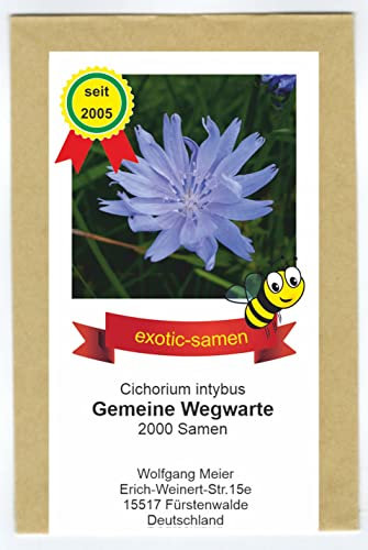 Gemeine Wegwarte - Bienenweide - Heilpflanze des Jahres 2020 - Cichorium intybus - 2000 Samen