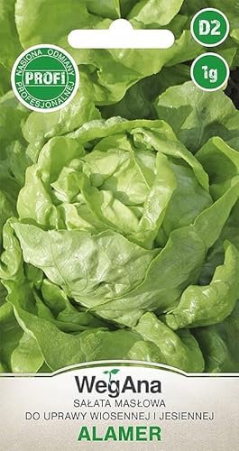 WegAna Butterkopfsalat Alamer Samen 1g, Grüne Kopfsalate, Butterkopfsalat,Robuste Gemüsesamen, Gemüse Samen, Samen Anzucht, Saatgut für Gewächshaus