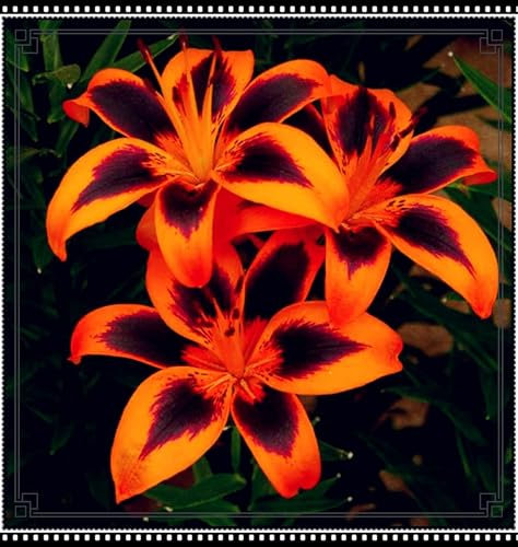 Lily Bulbs UK Lily Plants/Garden Flowers/Wedding Flowers/Plant Bulbs-4bulbs-d