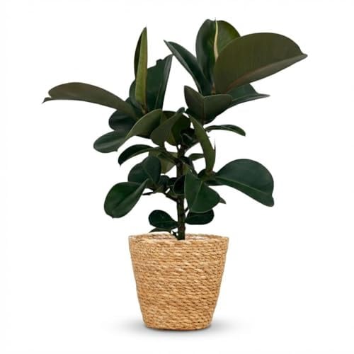 Ficus Elastica Cloe Arbre à hévéa, 65 cm, plante d'intérieur dans un panier, diamètre : 19 cm, grandes feuilles vertes brillantes, facile d'entretien, pour appartement et bureau, idéal en cas d'ombre