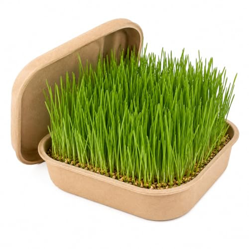 Generico Erba Gatta per Gatti Kit Completo – Semi Naturali Germinazione Rapida – Cat Grass Indoor (1)