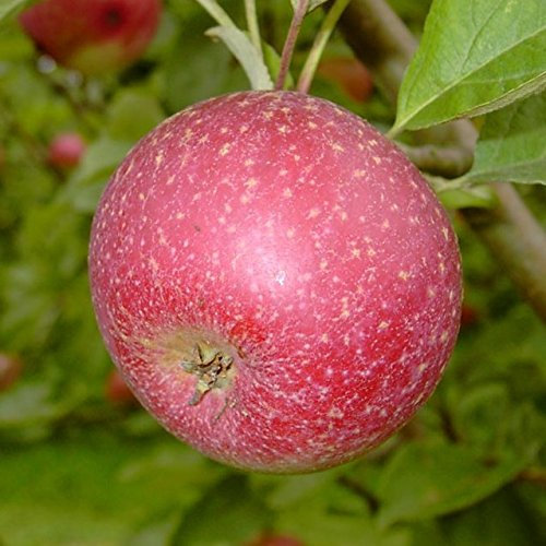 Apfelbaum Rote Sternrenette Weihnachtsapfel Spindelbaum Terrassenobst 110-140 cm 7,5 L Topf M9