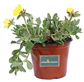 Pianta di Portulaca pianta da esterno pianta da fiore pianta succulenta pianta di Portulaca ornamentale pianta vera venduta da eGarden.store (Portulaca Umbraticola Gialla)