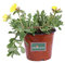 Pianta di Portulaca pianta da esterno pianta da fiore pianta succulenta pianta di Portulaca ornamentale pianta vera venduta da eGarden.store (Portulaca Umbraticola Gialla)