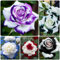 50 pz semi di rosa da piantare, semi di rosa, semi di fiori recisi, semi di piante d'appartamento le rose rampicanti sono resistenti semi di fiori, giardino semi di fiori, piante Semi