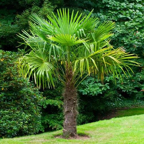 10pcs Green Windmill Palm Tree Seeds