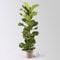 Pflanzen Kölle Geigenfeige 'Ficus Lyrata', Pflegeleichte Zimmerpflanze Höhe 100 cm im 21 cm Topf