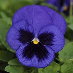 Nuova viola del pensiero tricromatica Semi di fiori 60 pezzi blu