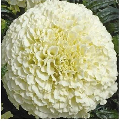 Stk - 10x Riesen Vanille African Marigold Weiß Pflanzen - Samen A56 - Seeds & Plants Shop by Ipsa