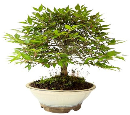Zelkova Serrata - Japanische Ulme - Bonsai-Baum - Zelkova aus Japan - (15 cm Schale, 25-29 cm Höhe)