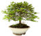 Zelkova Serrata - Japanische Ulme - Bonsai-Baum - Zelkova aus Japan - (15 cm Schale, 25-29 cm Höhe)