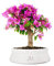 Bouganville Bonsai Altezza 35 cm, Pianta Vera, Pianta da Esterno, Esposizione Soleggiata, Vaso Artigianale in Terracotta- Bianco Space