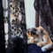 YJ YANJUN Schwarze Spitze Fenster Vorhang Gruselige Halloween Party Dekorationen Home Dekor (LxB) 140x175 cm Schwarze