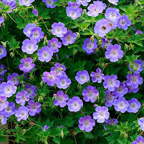 Potted Hardy Garden Plant Geranium, Cranesbill, Purple Flowers Summer, Attracts Pollinators, Gardens & Outdoors, Geranium Rozanne 1x Plug Plant by Thompson & Morgan (1)