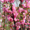 Mandelbäumchen Busch 40-60cm - Prunus triloba
